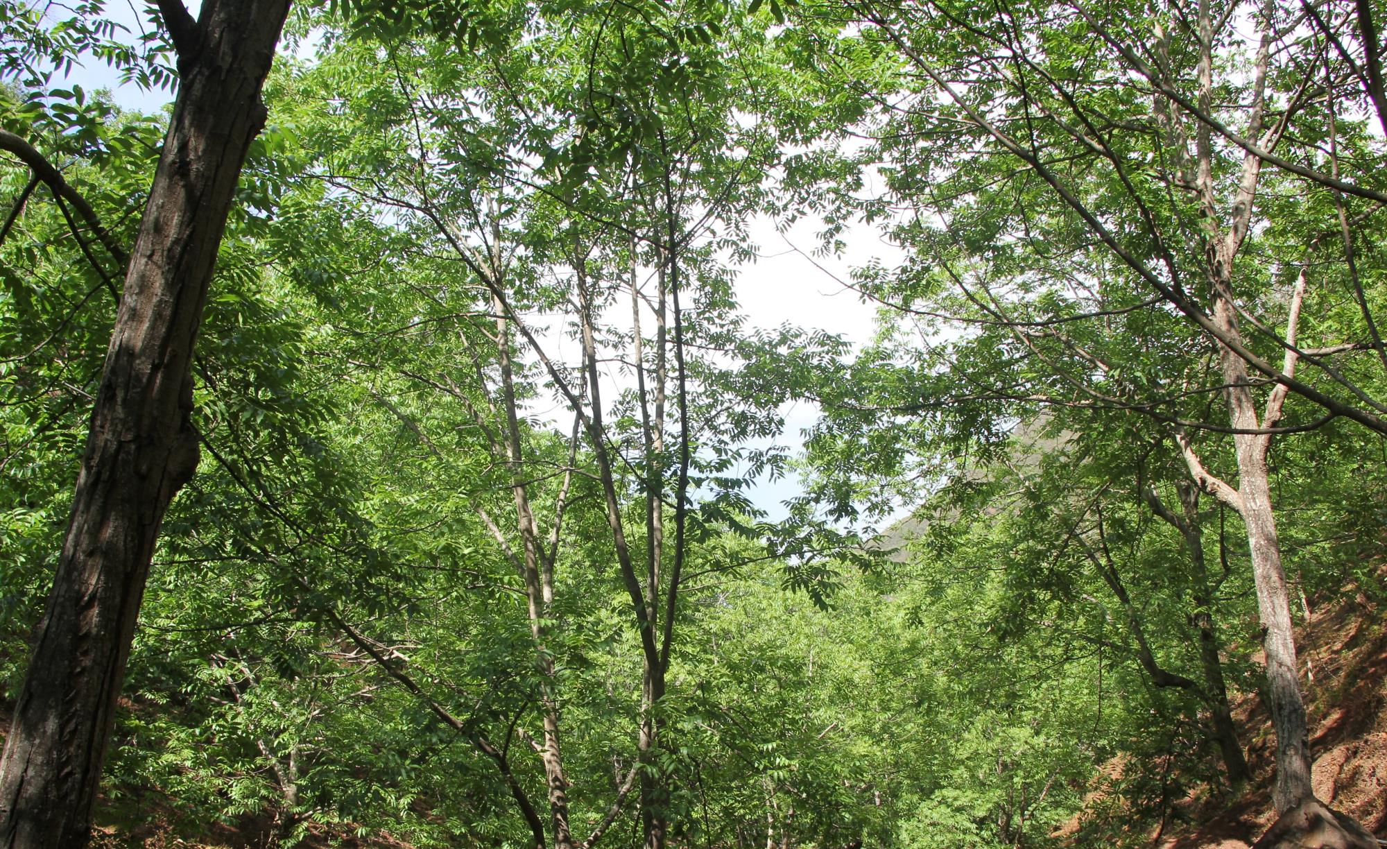 云南祥云县持续植树造林为大地披绿增色