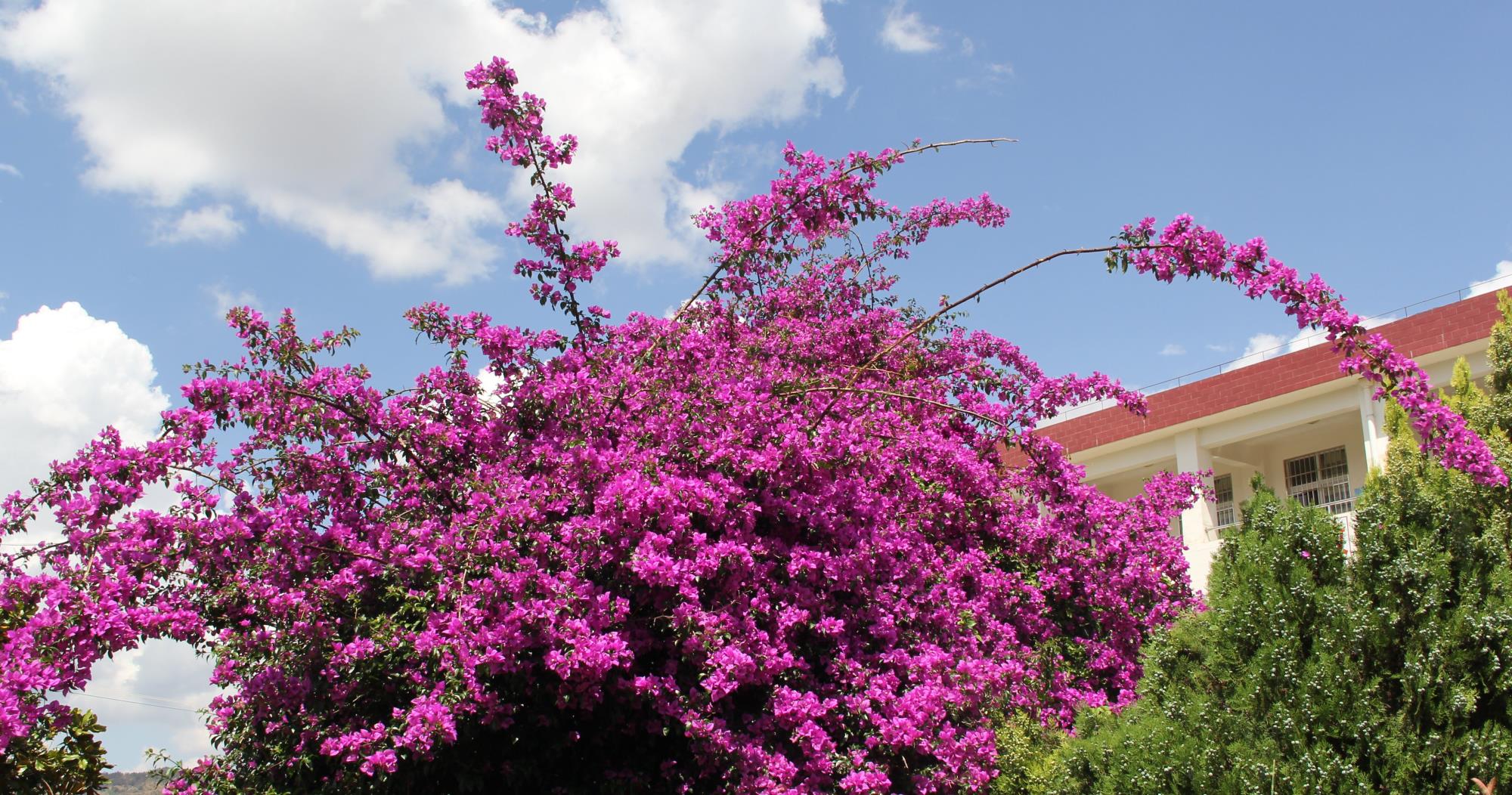 云南祥云县以特色产业支撑助力美丽县城建设