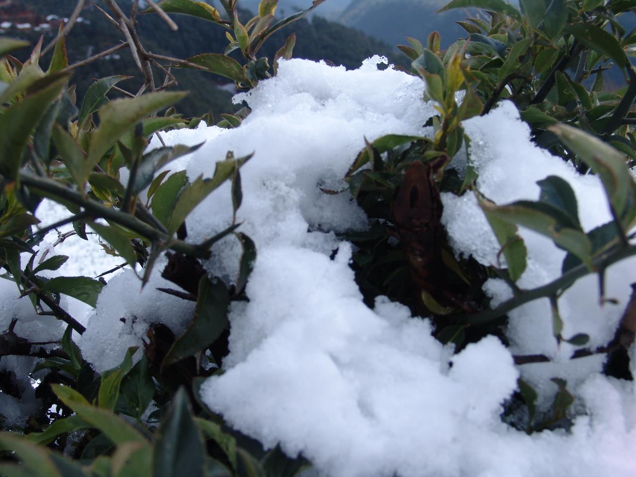 瑞雪