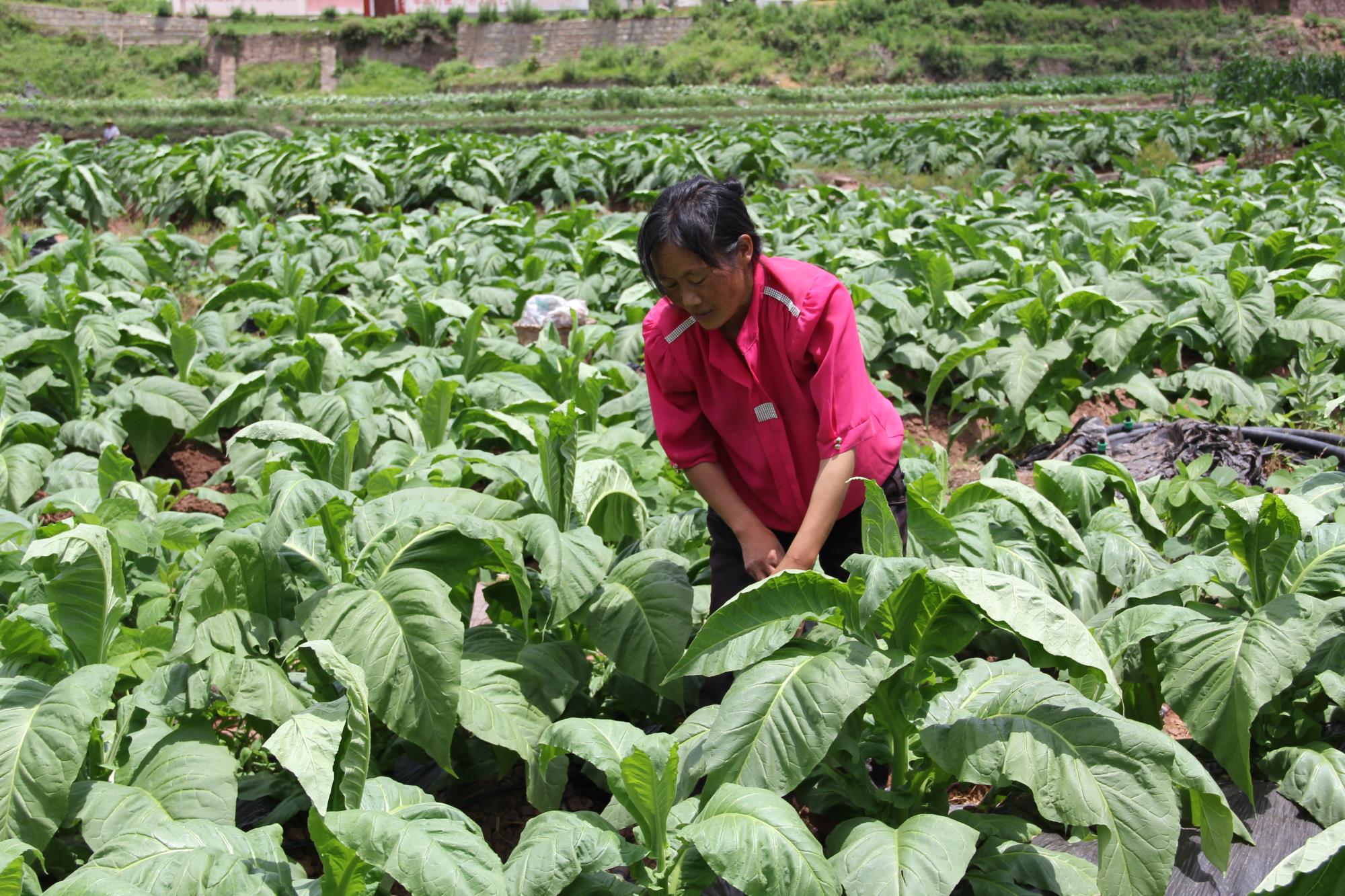 云南祥云县培植特色蔬菜产业助力群众增收致富