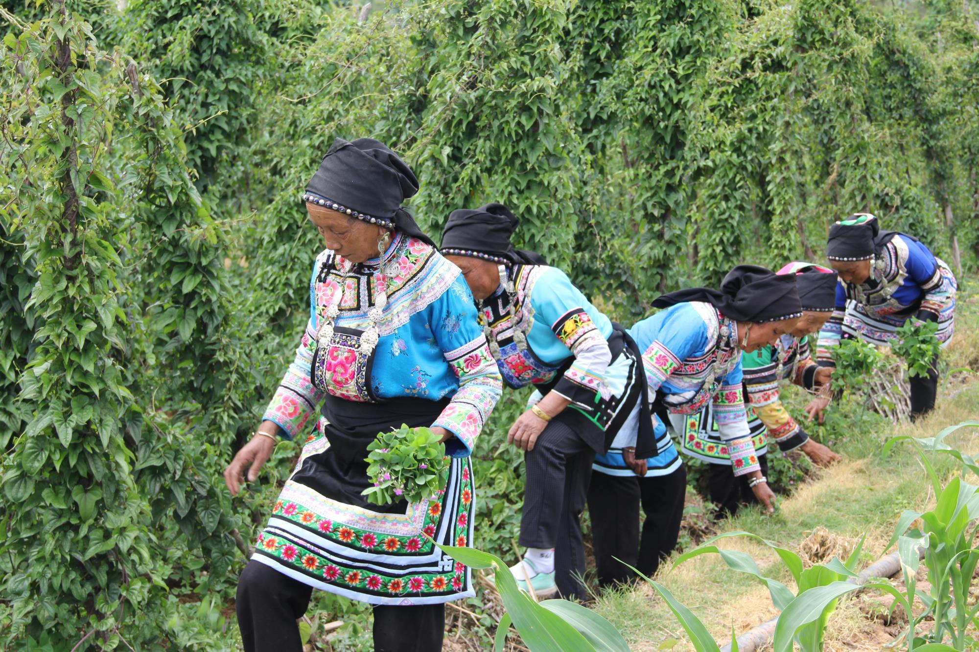 聚焦特色优势产业领域，云南发布2025年第一批急需紧缺职业（工种）目录