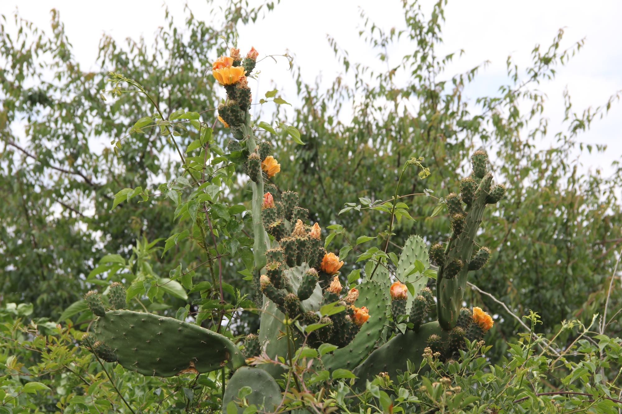 跨越深圳与祥云两地的青春回响