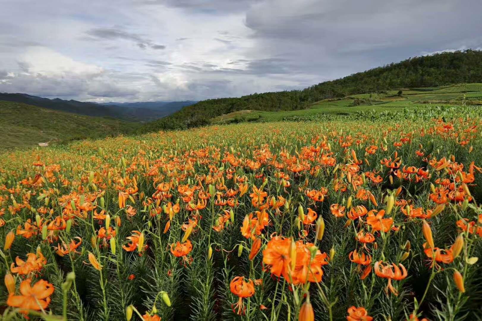 云南祥云县盘活土地资源加速绿色发展