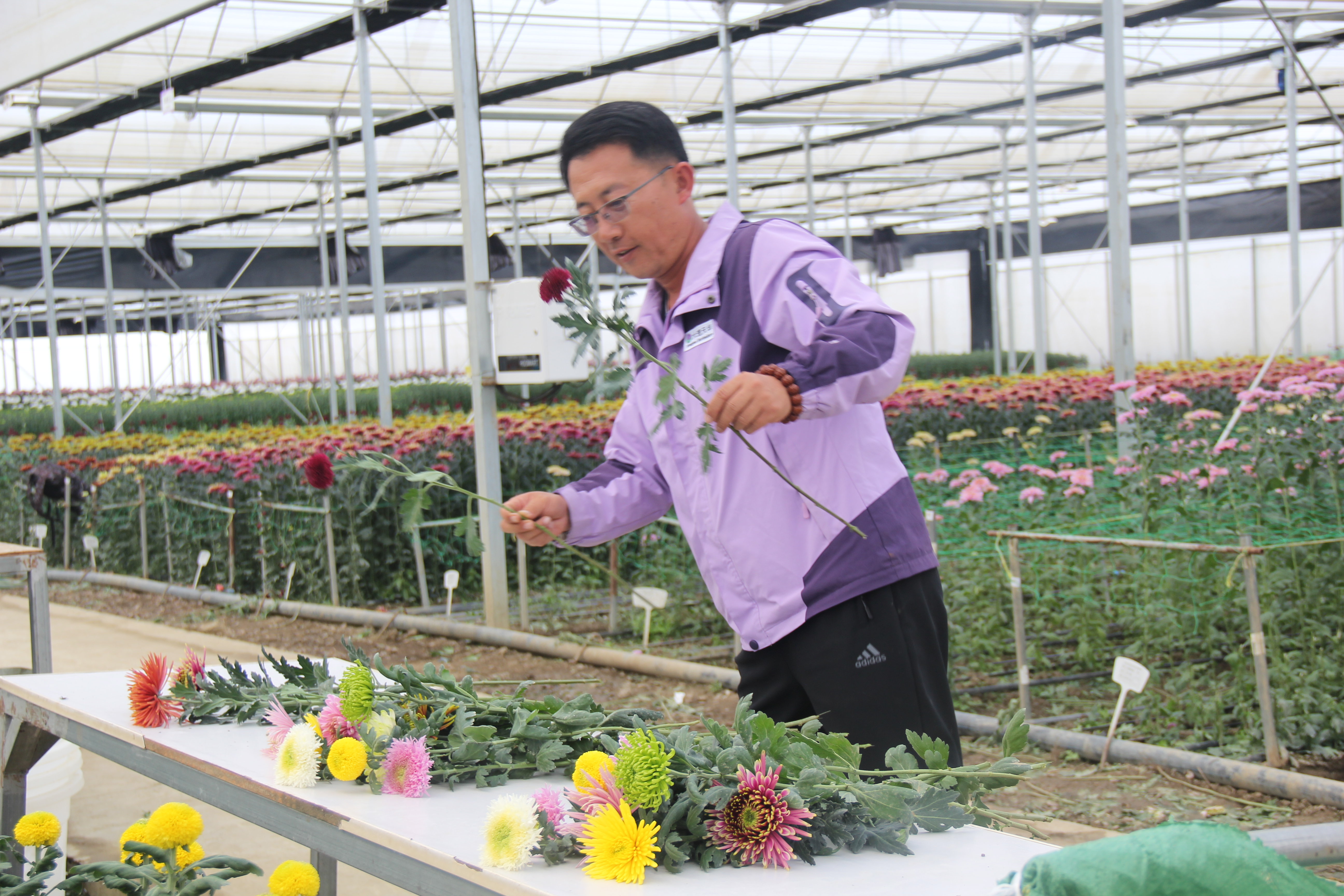 云南祥云县着力打造全产业链