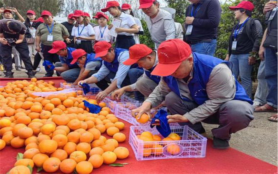 “军创赋能”激活“甜蜜产业”：“果业新农人”绘就乡村振兴新图景