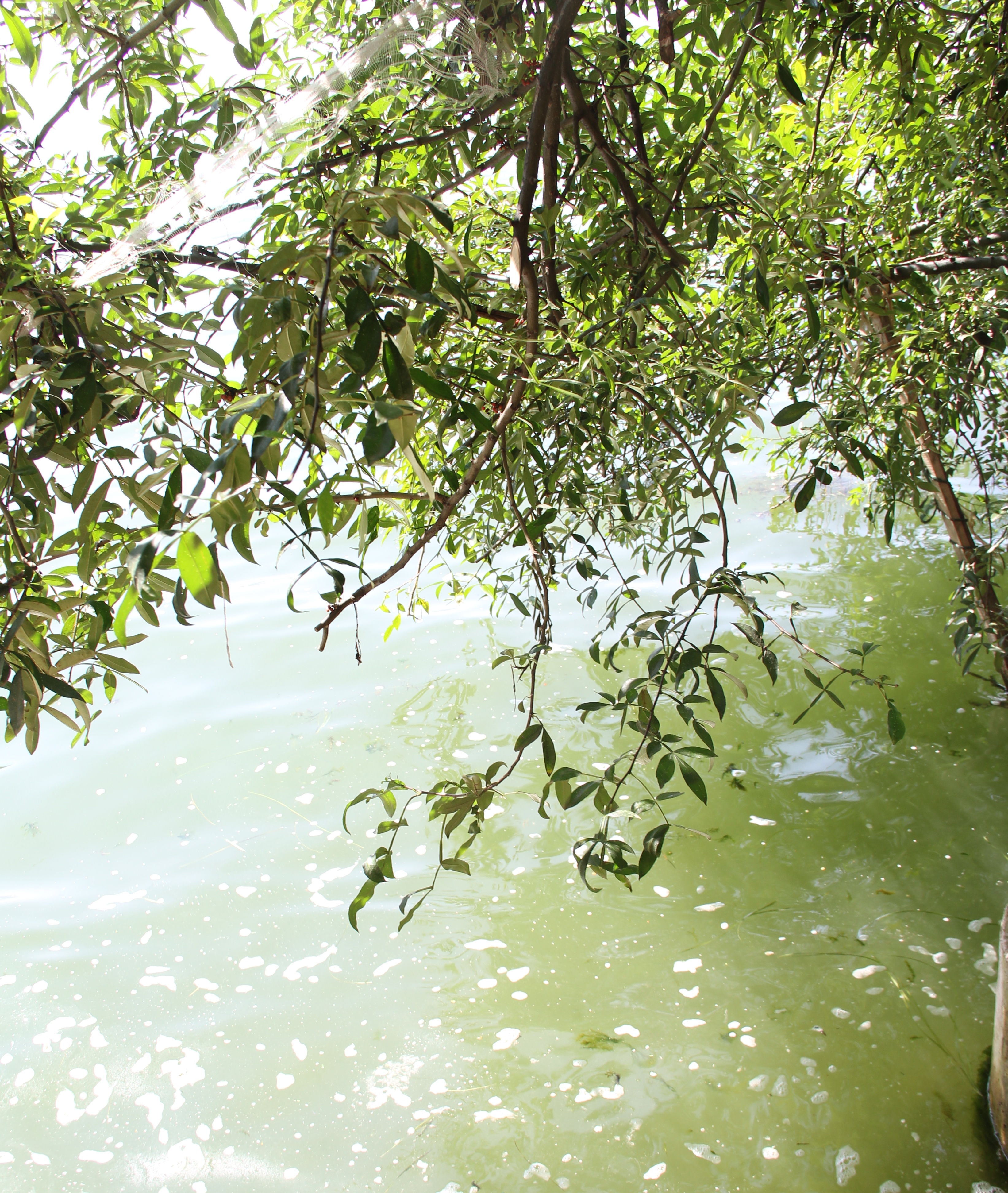 云南祥云县持续推进绿美河湖建设