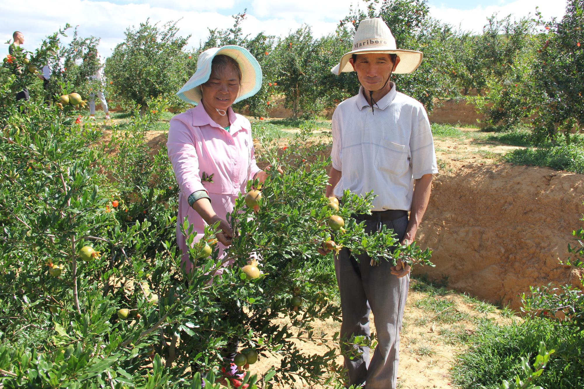 云南祥云县推进产业融合发展拓宽群众增收渠道