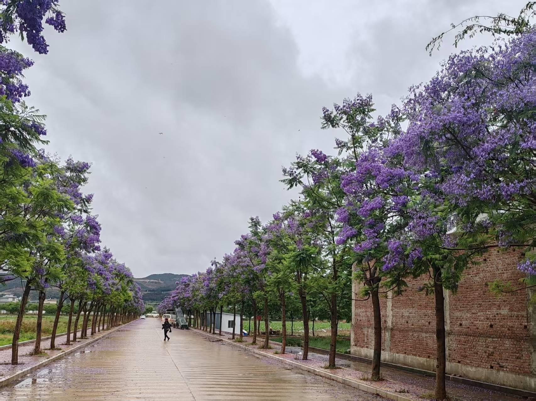 云南祥云县大波那：传统村落在民族团结进步创建中展现新活力