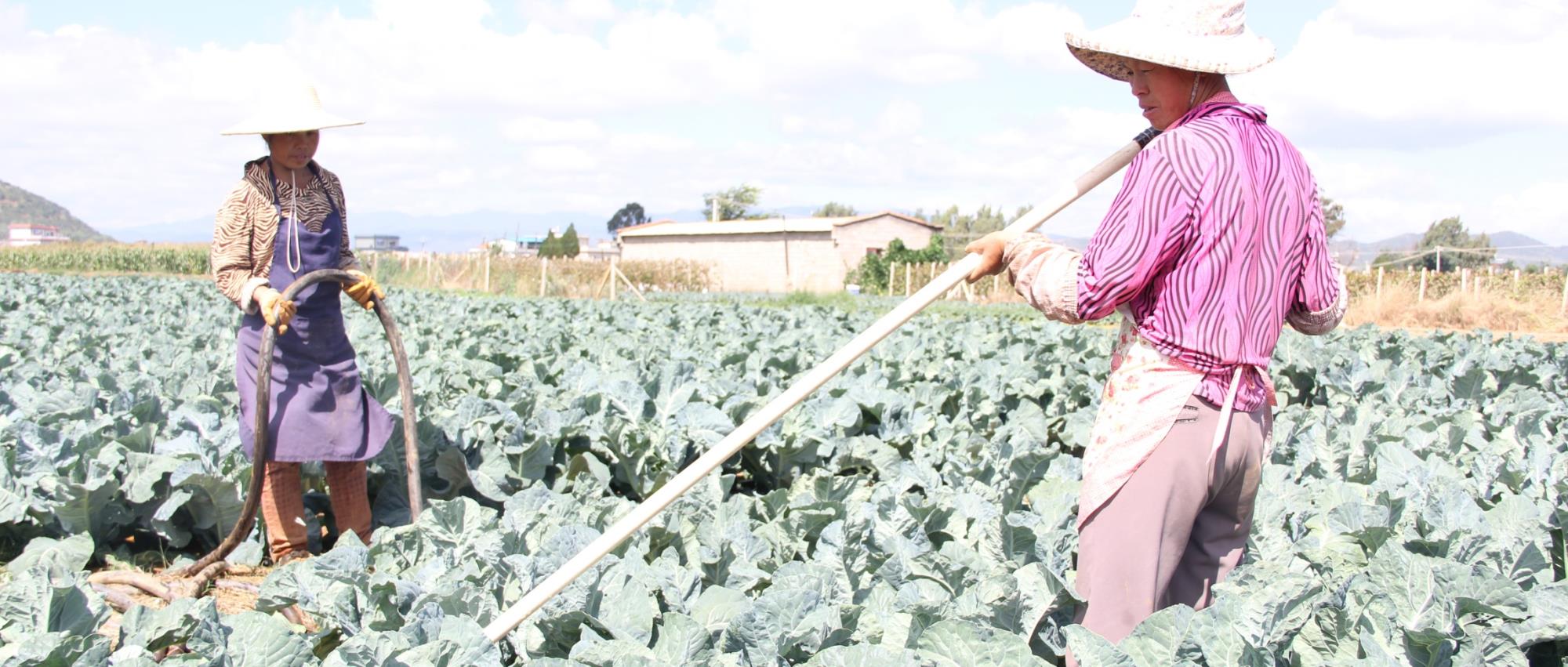 云南祥云县发挥优势做大特色农业产业