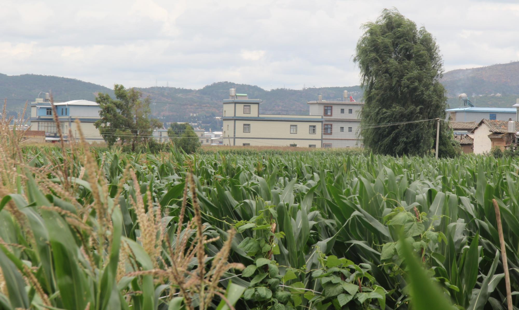 云南祥云县村企联建做大做优玉米制种产业