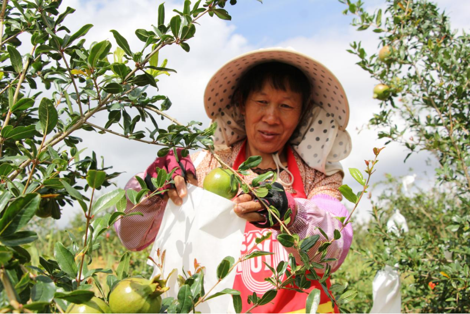 云南祥云县奋力推进农业产业链建设