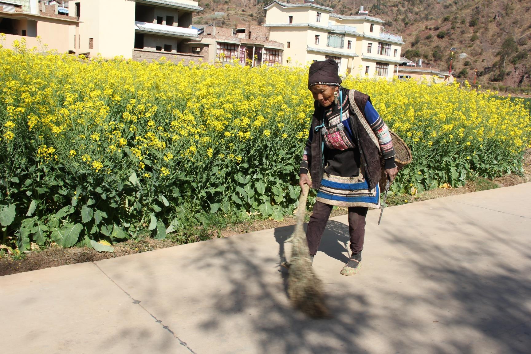云南祥云县种植油菜拓宽增收路