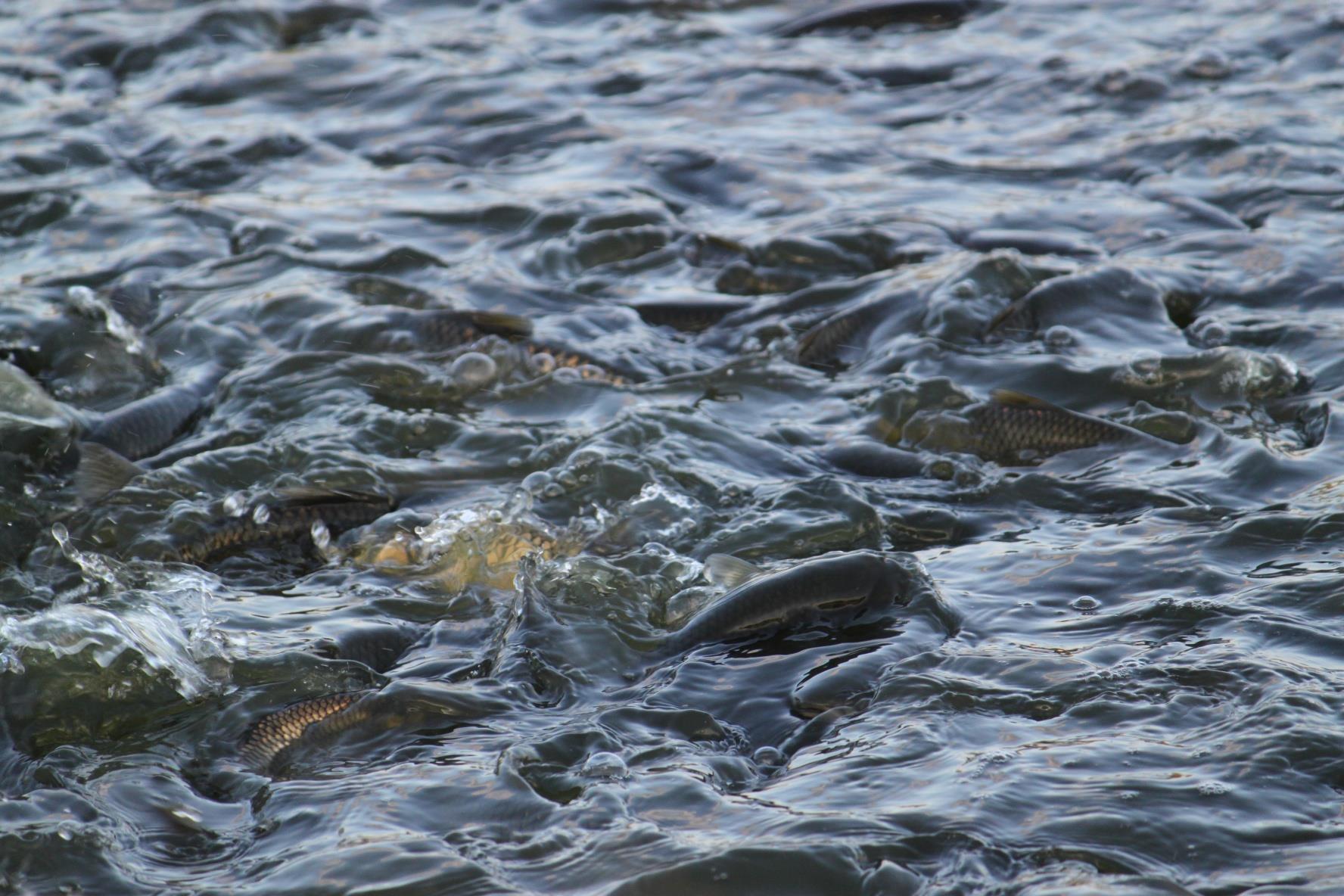 云南祥云县切实保护水库水生态环境