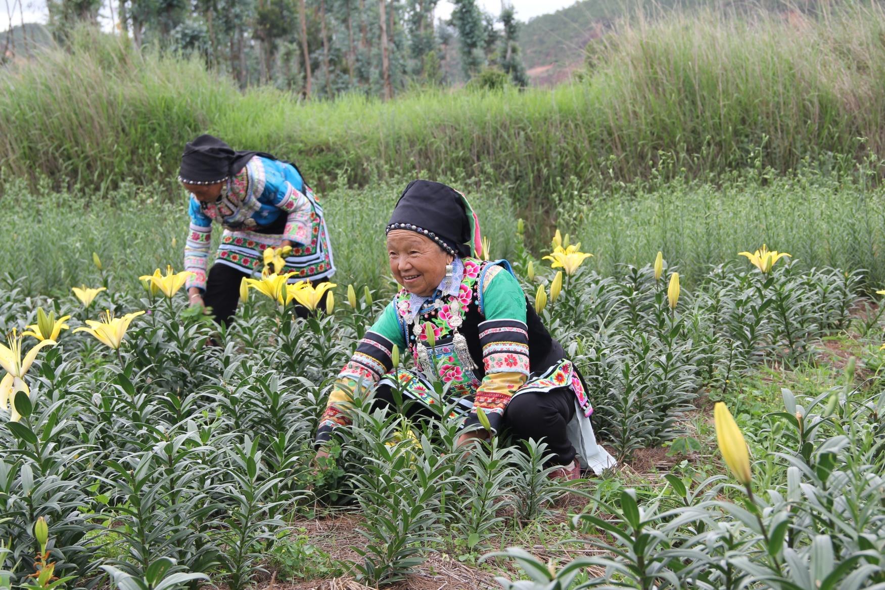 云南祥云县作物间套种产业化省水又增收