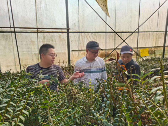 科技赋能仙草振兴  专家工作站助力 广南药王谷打造石斛产业新高地