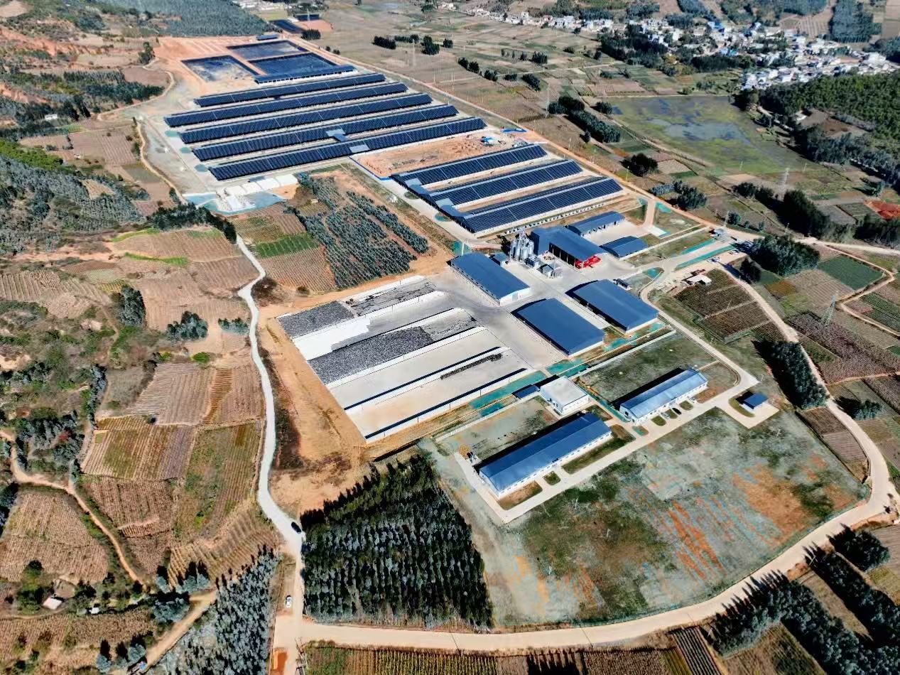 电力赋能打造牛棚上的“牧光经济”