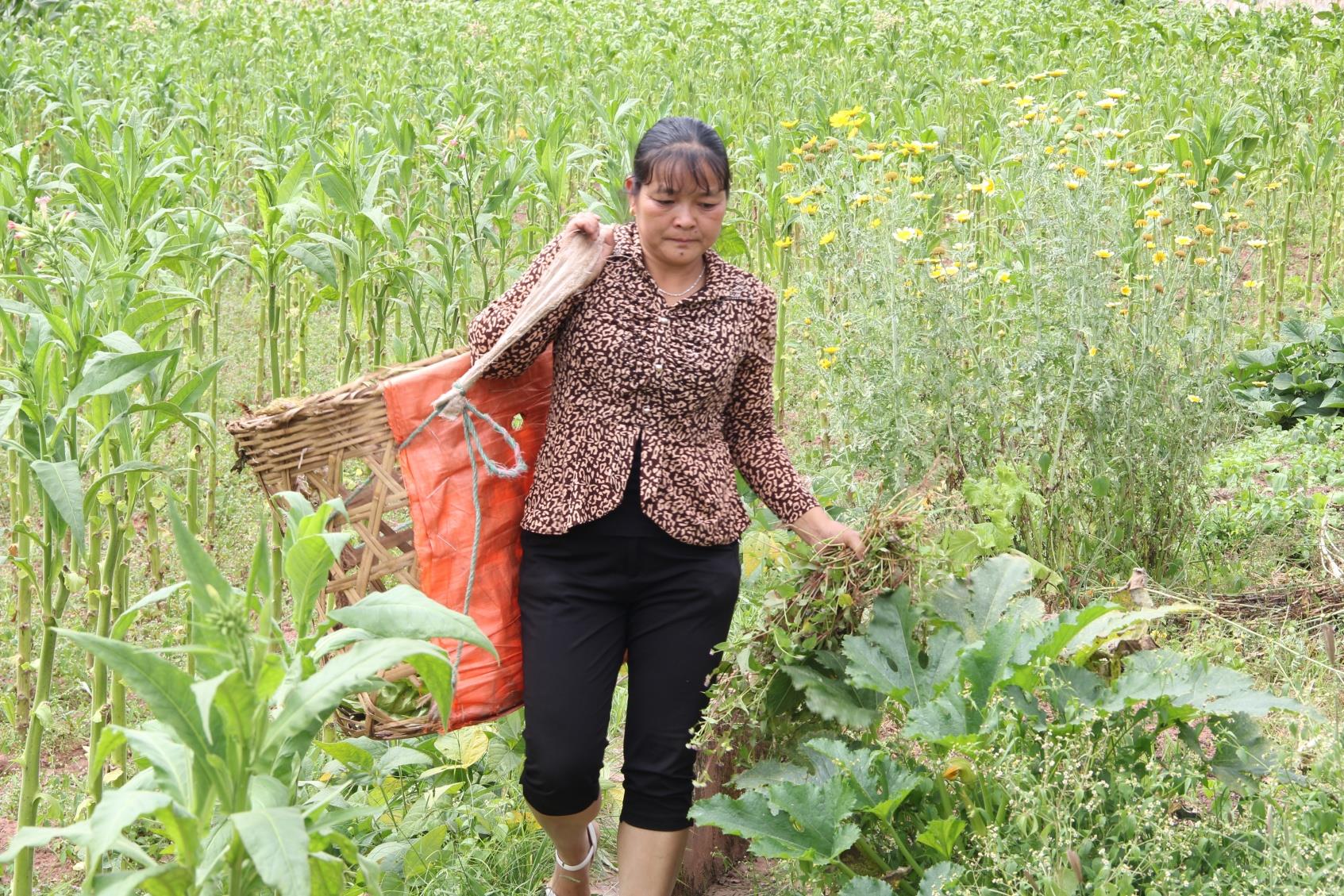 云南祥云县建立多元经营体系助力烟农增收