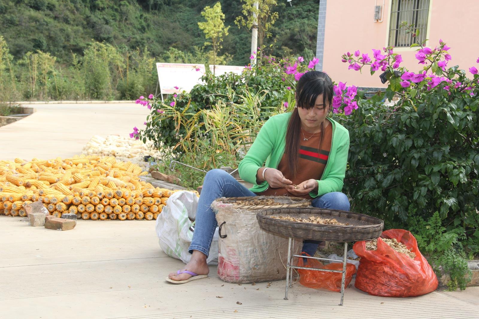 云南祥云县培植龙头企业推动特色农业发展壮大