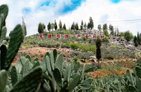 石漠花开变黄金  科技赋能促振兴 ——记云南省科技副总、正高级农艺师陈达菊深耕仙人掌产业 书写科技助农新答卷