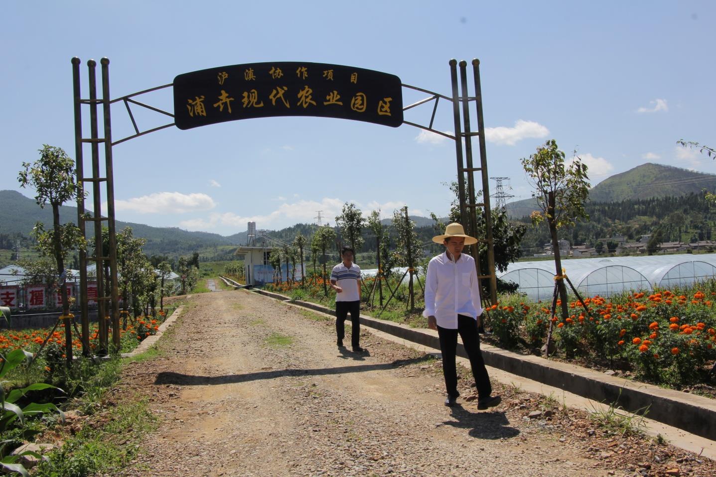 云南祥云县发展壮大特色农业拓宽农村退役军人增收渠道