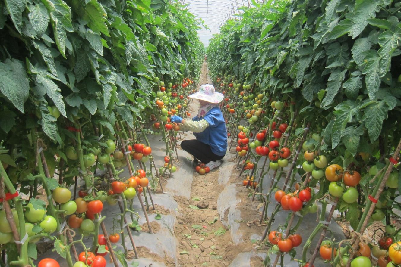云南祥云县着力培植绿色食品基地