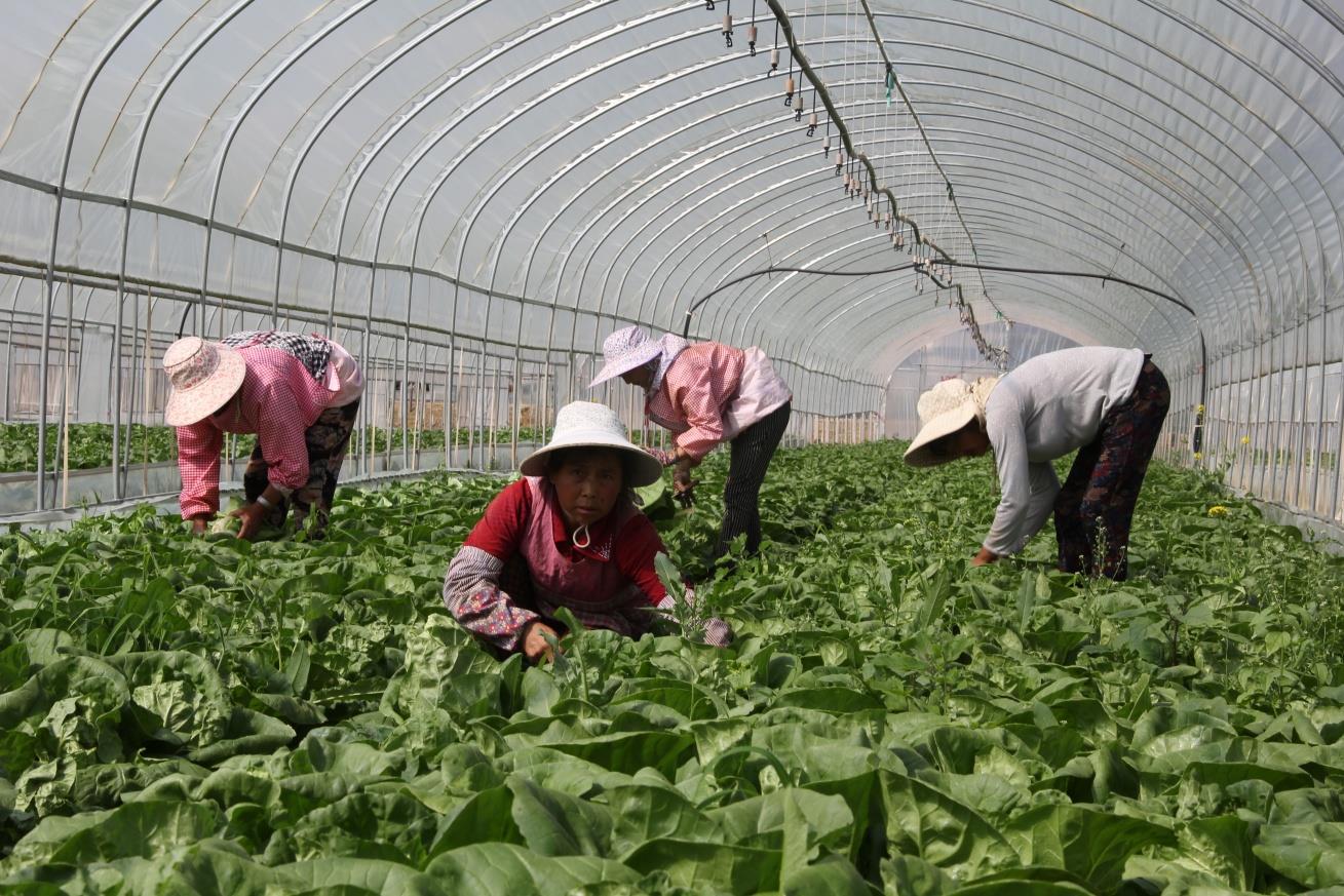 云南祥云县转化特色产业成果发展生态农业拓宽增收渠道