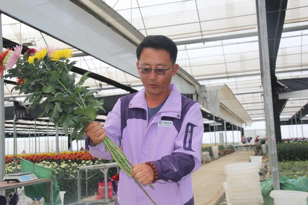 云南祥云县大棚种植业步入发展快轨
