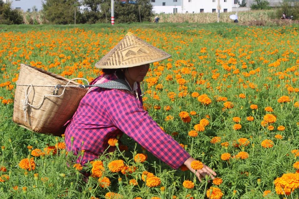 云南祥云县全力打造“美丽经济”