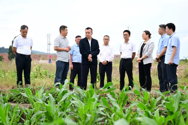 杨政昆调研烤烟收购和烟后作物种植工作时强调 抓实烟叶稳产提质 千方百计助农增收